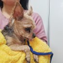 써니펫살롱 | 강아지 보습 샴푸 피부에 좋은 토브토다 더마 펫 샴푸 사용후기