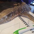 파충류카페 비비안 이미지