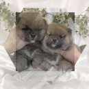 경주시 동물사랑보호센터 동물병원 | 강남 동물보호센터 꼬똥드툴레아입양 직장동료의 꼼꼼한 입양 후기