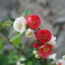 야생화 - 보령시 | 야생화