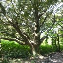 천년비자 이미지