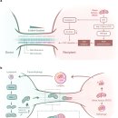 Re: Intercellular mitochondrial transfer as a means of tissue revitalizatio 이미지