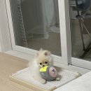 퍼펙트하우스 | 룽지육아일기. 초코펫하우스 퍼펙트 토일렛 강아지 배변판 2.0 더블사이즈 실리콘 배변판 솔직 후기