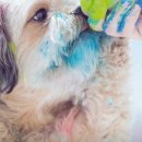 옥수수 펫샵 이미지