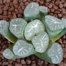 하늘별따기 이미지