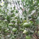 수아농원 이미지