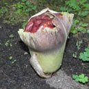 청양고추문화마을 이미지