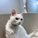 냥카페,루브 | 중앙역 고층뷰에서 만난 힐링 공간.. 냥카페루브 방문 후기