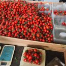 진브랜드팜혁신점 | 김제 혁신밸리 부여 방울토마토 스마트팜 실습 기록(2월 초~중순)