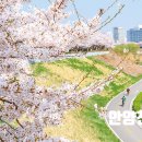 지도 왕벚나무길 이미지