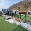 퍼피랜드 네이버블로그