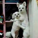 버디(BUDDY)