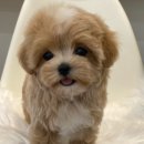 부산강아지분양 하이퍼피 이미지