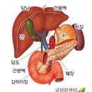 홀뮴레이저를 사용한 담도결석제거술_경피적 접근법 이미지