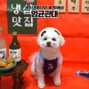 하얀유치원 | 성남 단대오거리 애견미용ㅣ강아지 유치원・호텔・미용・재활 소형견 케어 센터 &#34;멍균관대&#34; 미용 후기