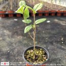 허브나무 | 플러브에서 녹차나무 외 허브 구매 후기와 키우는 방법