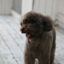 초코퍼피 애견미용실 이미지