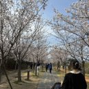 동대신 삼익아파트 | 부산 실시간 벚꽃 개화 상황 / 부산 시민 공원 / 동대신역 삼익아파트