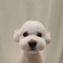 겨우리애견 이미지