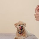 운암주유소 | 반려견 사진 촬영 후기 모노프레임스튜디오