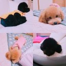 엘레강스펫샵 이미지