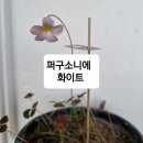 사랑초 12종 이미지