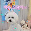 우리집강아지예쁘개 이미지