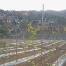 서진농장2 이미지