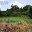 복대지 네이버블로그