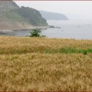 보리밭 이미지