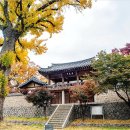 유림-1032 | 그 서원은 여헌이 심은 400년 묵은 은행나무가 지키고 섰다