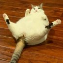 도도 그루밍 이미지