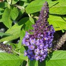 양지리 농장 이미지