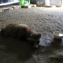 가인동물병원 이미지