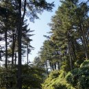 잣나무향기 이미지