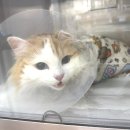 동물병원 움 | 4살 노르웨이숲 5.6kg 수컷 고양이 방광결석 수술 하남 성남 위례 동물병원