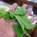 해성식당 이미지