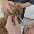 삼성동물병원 | 대구동물병원 삼성동물병원 19시 진료 종료 전 알아둘 점