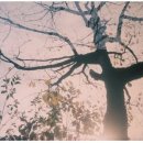 루시드 폴(Lucid Fall) -은행나무 숲 이미지