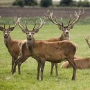 사슴은 꽃이었다 이미지