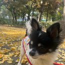 피개행개 이미지