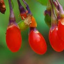 불로초 한의원 이미지