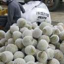 김성곤농장 이미지