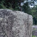 소나무숲 이미지