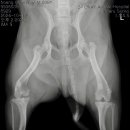 오케이동물병원 이미지