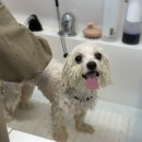 위드 더 독 이미지