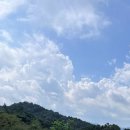 벽오동화순점 이미지