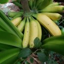 몽키바나나 이미지