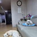 손이 두개 인 이유ㅋㅋ 이미지