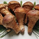 대나무골농장 이미지